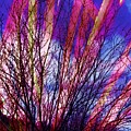 Streamers Photograph by Vivian Aumond Streamers Photograph by Vivian Aumond