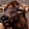 Strength in Silence The Elks Velvet Majesty by Lisa Arview