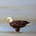 Strength in Stillness The American Bald Eagle by Lisa Arview
