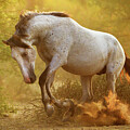 Striking Stallion. Photograph by Paul Martin Striking Stallion. Photograph by Paul Martin