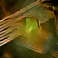 Strings of New York by Daniel Davidsohn Strings of New York by Daniel Davidsohn
