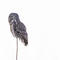 Strix nebulosa on white by Mircea Costina Photography