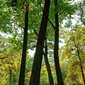 Strolling Through the Park Photograph by Kevin Suttlehan Strolling Through the Park Photograph by Kevin Suttlehan
