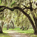 Strolling Through the Reserve Photograph by Robert Carter Strolling Through the Reserve Photograph by Robert Carter