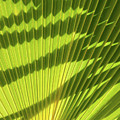 Structure of green palm leaf with shadows 1 Photograph by Adriana Mueller Structure of green palm leaf with shadows 1 Photograph by Adriana Mueller