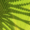 Structure of green palm leaf with shadows 2 Photograph by Adriana Mueller Structure of green palm leaf with shadows 2 Photograph by Adriana Mueller