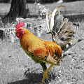 Strutting by Richard Reeve