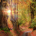 Stunning autumn forest road at sunrise in Norfolk Photograph by Simon Bratt Stunning autumn forest road at sunrise in Norfolk Photograph by Simon Bratt
