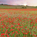 Norfolk poppy fields at sunrise in England Photograph by Simon Bratt Norfolk poppy fields at sunrise in England Photograph by Simon Bratt
