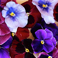 Styled Pansies Photograph by Anastasy Yarmolovich Styled Pansies Photograph by Anastasy Yarmolovich