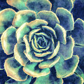 Succulent Plant Digital Art by Phil Perkins Succulent Plant Digital Art by Phil Perkins