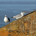 Sulking seagulls by Avenue Des Images