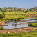 Summer Along the River, Serengeti by Marcy Wielfaert