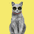 Summer Cat by Balazs Solti Summer Cat by Balazs Solti