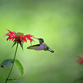 Summer Garden Stills - Ruby Throated Hummingbird Photograph by Rehna George Summer Garden Stills - Ruby Throated Hummingbird Photograph by Rehna George