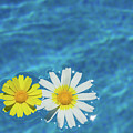 Summer holidays by the perfect blue pool Photograph by Adriana Mueller Summer holidays by the perfect blue pool Photograph by Adriana Mueller