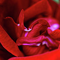 Summer Rose 3 by Mike Smale