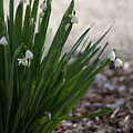 Summer Snowflake Photograph by Heather E Harman Summer Snowflake Photograph by Heather E Harman