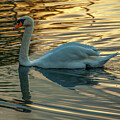 Summer Swan by Cathy Kovarik