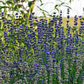 Summerland Spring Blooms by Allan Van Gasbeck