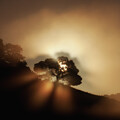 Sun behind tree at China Camp. by Donald Kinney