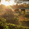 Sun Down on the Farm by Kristopher Schoenleber