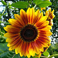 Sun Glow Face Digital Art by Pamela Smale Williams Sun Glow Face Digital Art by Pamela Smale Williams