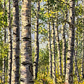 Sun in the Woods Pastel by Lee Tisch Bialczak Sun in the Woods Pastel by Lee Tisch Bialczak