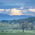 Sunbeam Meadow Photograph by Randy Robbins Sunbeam Meadow Photograph by Randy Robbins
