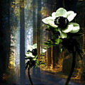 Sunbeams and Whispers by W Craig Photography