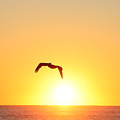 Sunbird Photograph by Kathleen Illes Sunbird Photograph by Kathleen Illes