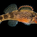 Sunburst Darter, Etheostoma mihileze Photograph by Dante Fenolio Sunburst Darter, Etheostoma mihileze Photograph by Dante Fenolio