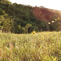 Sunburst Sunflowers Photograph by Amanda R Wright Sunburst Sunflowers Photograph by Amanda R Wright