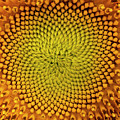 Sunflower Abstract Photograph by Karen Rispin Sunflower Abstract Photograph by Karen Rispin