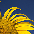 Sunflower by Adam Romanowicz Sunflower by Adam Romanowicz