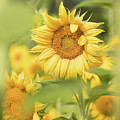 Sunflower Artistic Impression by Dawn Currie