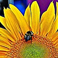 Sunflower Bee by Rosie Lee