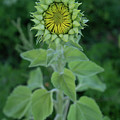 Sunflower Bud Photograph by Carolyn Hutchins Sunflower Bud Photograph by Carolyn Hutchins