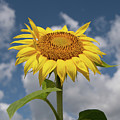 Sunflower Photograph by Carolyn Hutchins Sunflower Photograph by Carolyn Hutchins