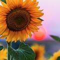 Sunflower Photograph by Evgeni Dinev Sunflower Photograph by Evgeni Dinev