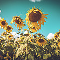 Sunflower Field in Fall Photograph by Ada Weyland Sunflower Field in Fall Photograph by Ada Weyland