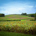 Sunflower Hill_5689 Photograph by Rocco Leone Sunflower Hill_5689 Photograph by Rocco Leone