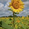 Sunflower in Field Photograph by Carolyn Hutchins Sunflower in Field Photograph by Carolyn Hutchins