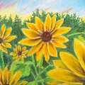 Sunflower on Rainbows by Jen Shearer