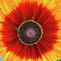 Sunflower or ? by Vicki Hone Smith