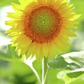 SunFlower Portrait by Lens Art Photography By Larry Trager