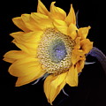 Sunflower Square Photograph by Julie Powell Sunflower Square Photograph by Julie Powell