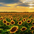 Sunflower Sunset Photograph by David Morefield Sunflower Sunset Photograph by David Morefield