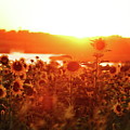 Sunflower Sunset Photograph by Lens Art Photography By Larry Trager Sunflower Sunset Photograph by Lens Art Photography By Larry Trager