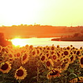 Sunflowers At Sunset Photograph by Lens Art Photography By Larry Trager Sunflowers At Sunset Photograph by Lens Art Photography By Larry Trager